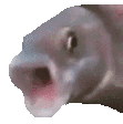 pog-fish.gif