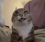 meme.co.in_Freaky_Ahh_Cat_GIF.gif