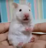 hamster_preview.webp