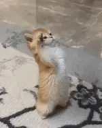 cat-meme-aye-aye-captain.webp
