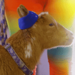IMG_2815.gif