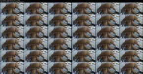 739059509_ultimate_-__dayton_raines.jpg