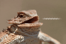 1000036640.gif