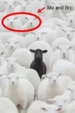 sheep.webp