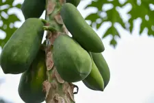 Tree-Hanging-Fruit-cf66200.webp
