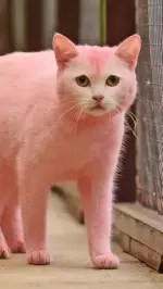 'pink'-cat-who-has-been-revealed-actually-550nw-1228340f.webp 'pink'-cat-who-has-been-revealed-actually-550nw-1228340f.webp