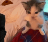 cat-scuba-scuba.gif