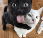 1784517394783.webp