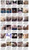 Paulabea ~ OFW sa Hong Kong.webp