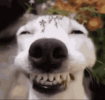 1000166524.gif