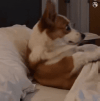 EA45FD08-1246-4F8E-807B-756F21FB8FFE.gif EA45FD08-1246-4F8E-807B-756F21FB8FFE.gif