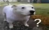 HMonbcDasAAV3Ff.webp