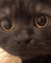 giphy (1).gif