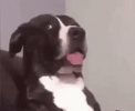 F6390CB8-2A8A-491D-B276-C295FE2DC327.gif