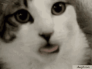 cat-tongue.gif