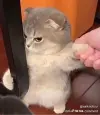 1785588783367.webp
