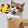 43270.webp