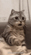 IMG_4487.gif