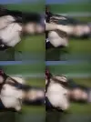 1000004407.webp