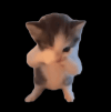 0d7623526d39e7710d8c965a1715f8b4.gif