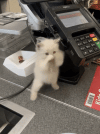 Scuba Kitten.gif