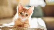 1788620859565.webp