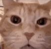 20260905_203530.gif