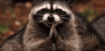 excellent-evil-plan-raccoon-o908spl03ag7a9eo.gif