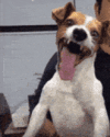 1000034674.gif