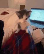 cat-scuba-cat.gif