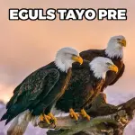 FB_IMG_1789980039200.webp