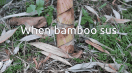 bamboo-is-sus.gif