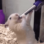 1000000335.gif