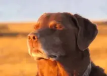 dawg.webp