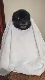 dog.webp