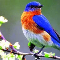 Bluebird_28