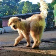 Bitcheegan