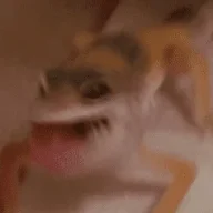 300 geckos