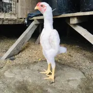 khabib
