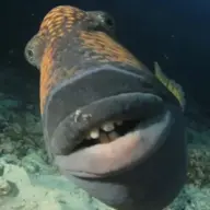 easyCheesie