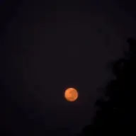 freestylxe