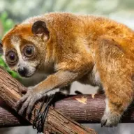 sloamhryus