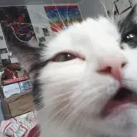 dem0nic0