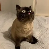 sfjaxx