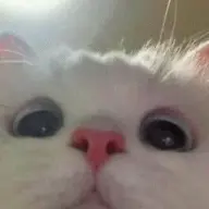 karimansxz