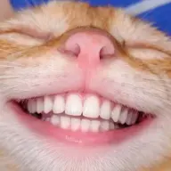 raymond08lag