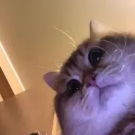 omegakakewads