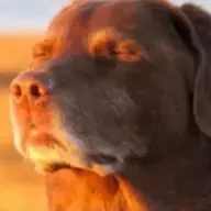 dingdog dantes