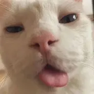posang tigang