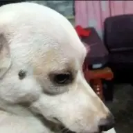 Piolo Askal